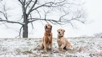 pic for Two Dogs In Winter 